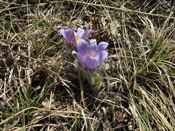 Imagem de Pulsatilla turczaninovii Krylov & Serg.