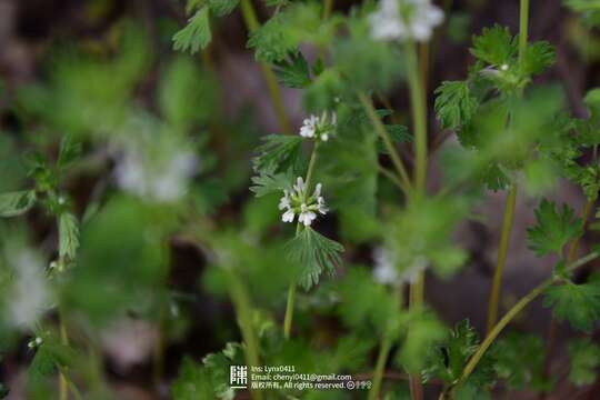 Plancia ëd Lagopsis supina (Stephan ex Willd.) Ikonn.-Gal.