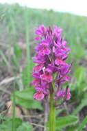 Image de Dactylorhiza romana subsp. georgica (Klinge) Soó ex Renz & Taubenheim