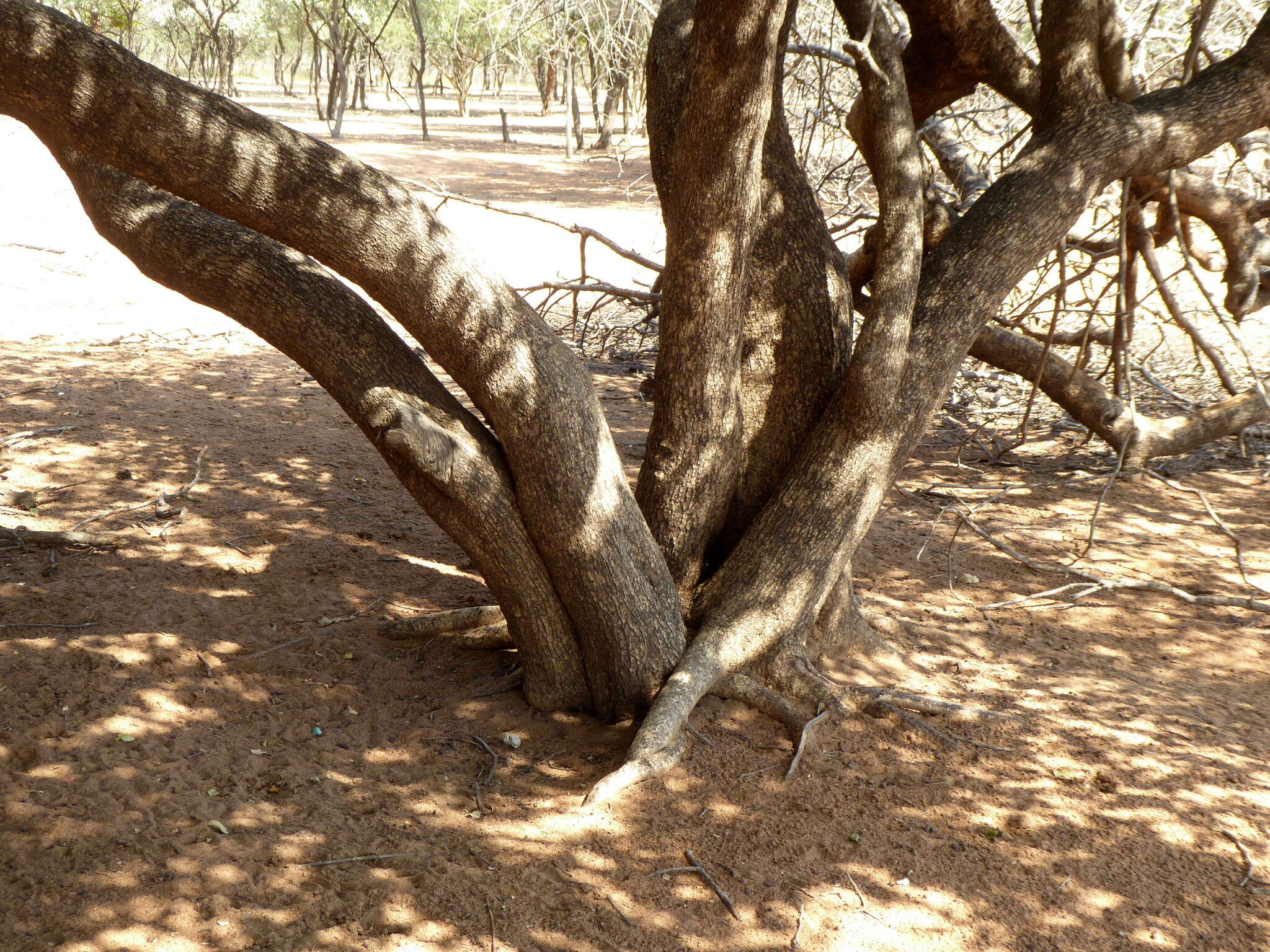 Imagem de Combretum apiculatum Sond.