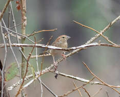 Image of Bachman's Sparrow