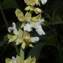 Image of Salvia amplifrons Briq.
