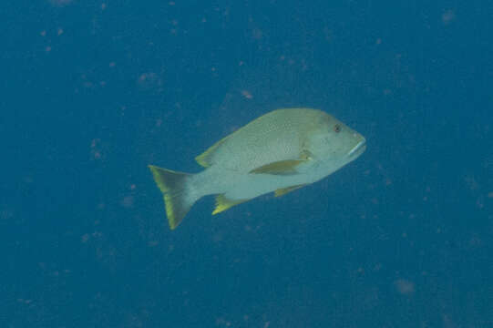 Image of Blubberlip snapper