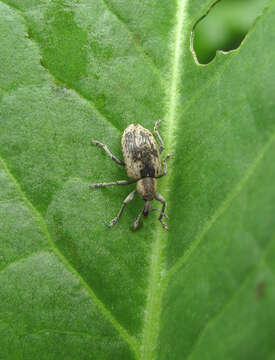 Image of Dock Hyper Weevil