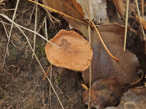 Image of Bonomyces