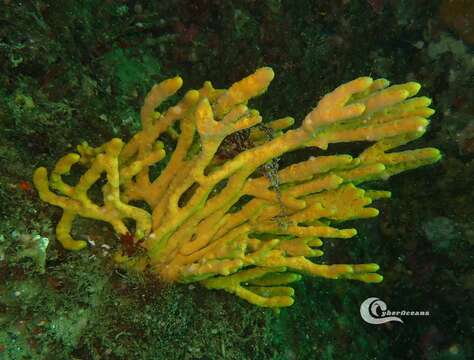 Image of common antler sponge