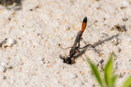 Imagem de Ammophila heydeni Dahlbom 1845