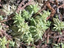 Sphagnum carolinianum Andrus 1983的圖片