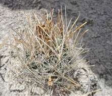 Image of Ancistrocactus pinkavanus