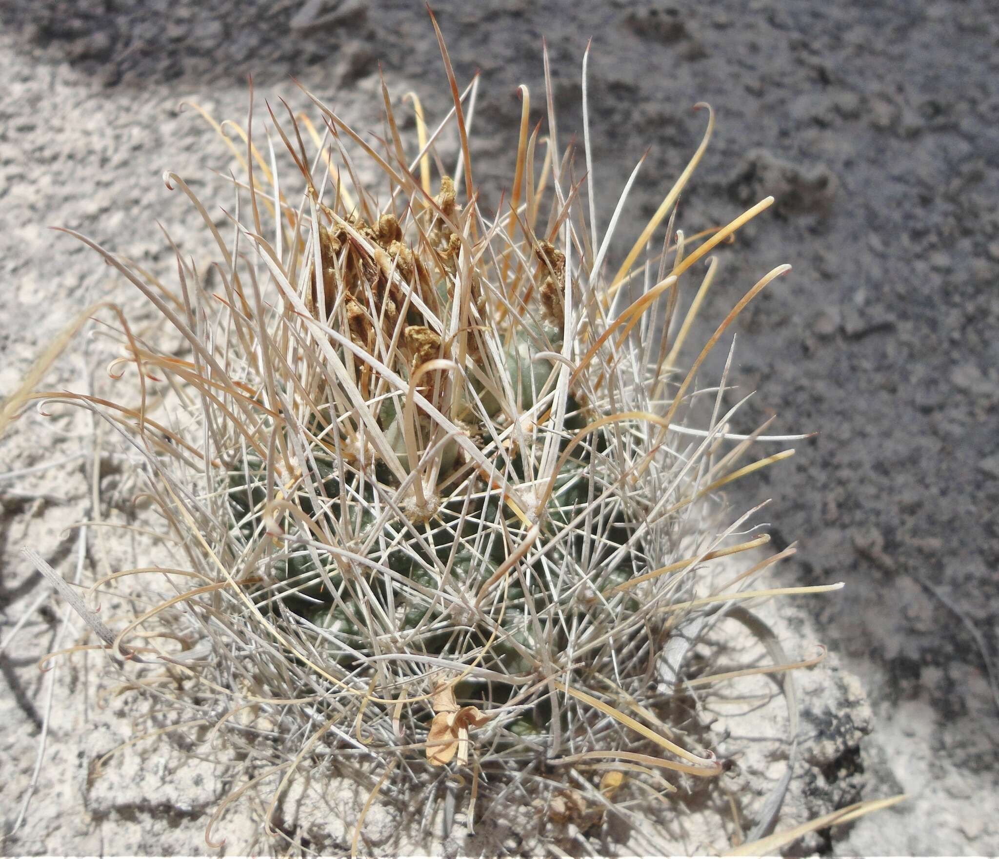 Image of Ancistrocactus pinkavanus