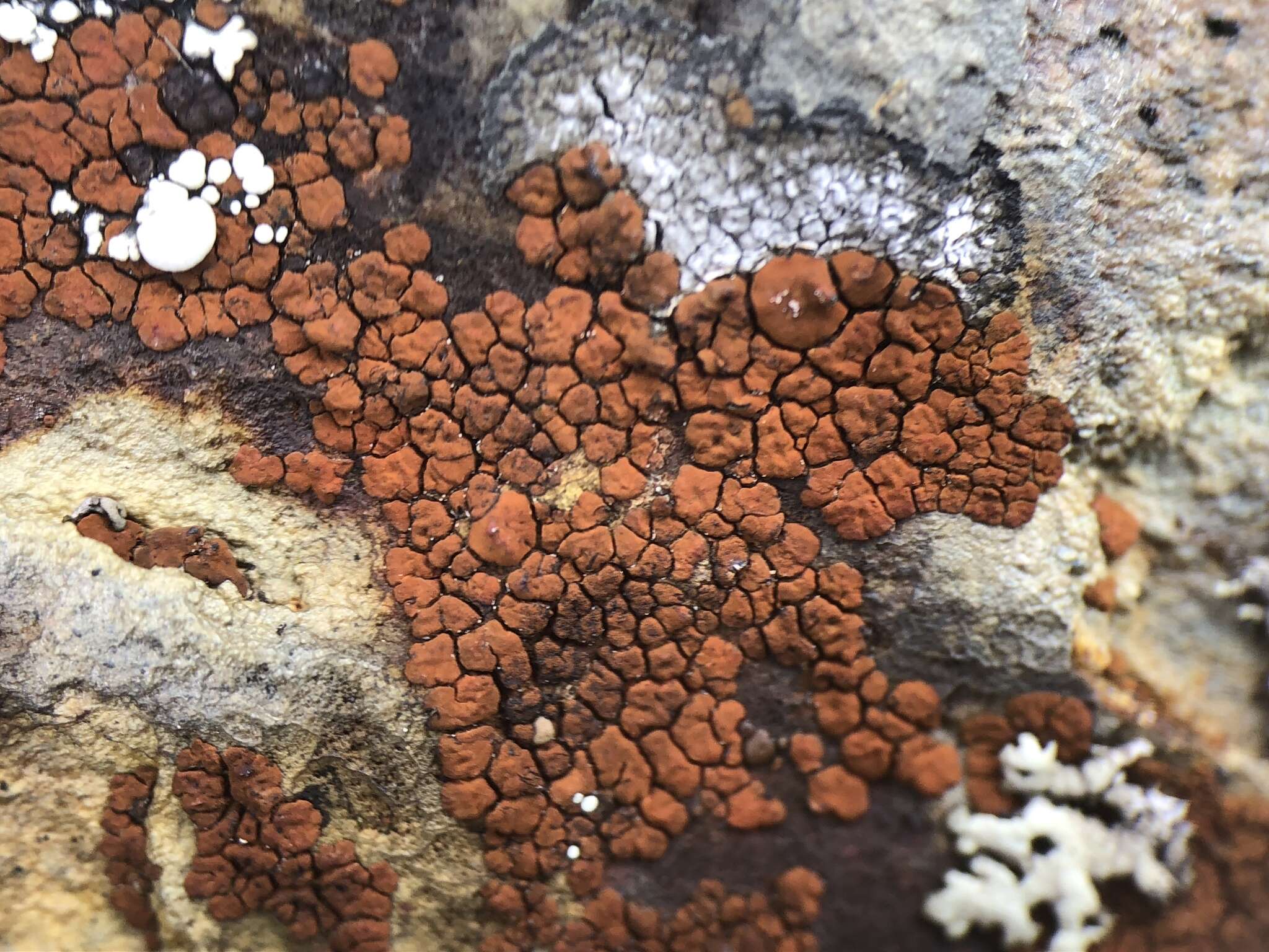 Image of cracked lichen