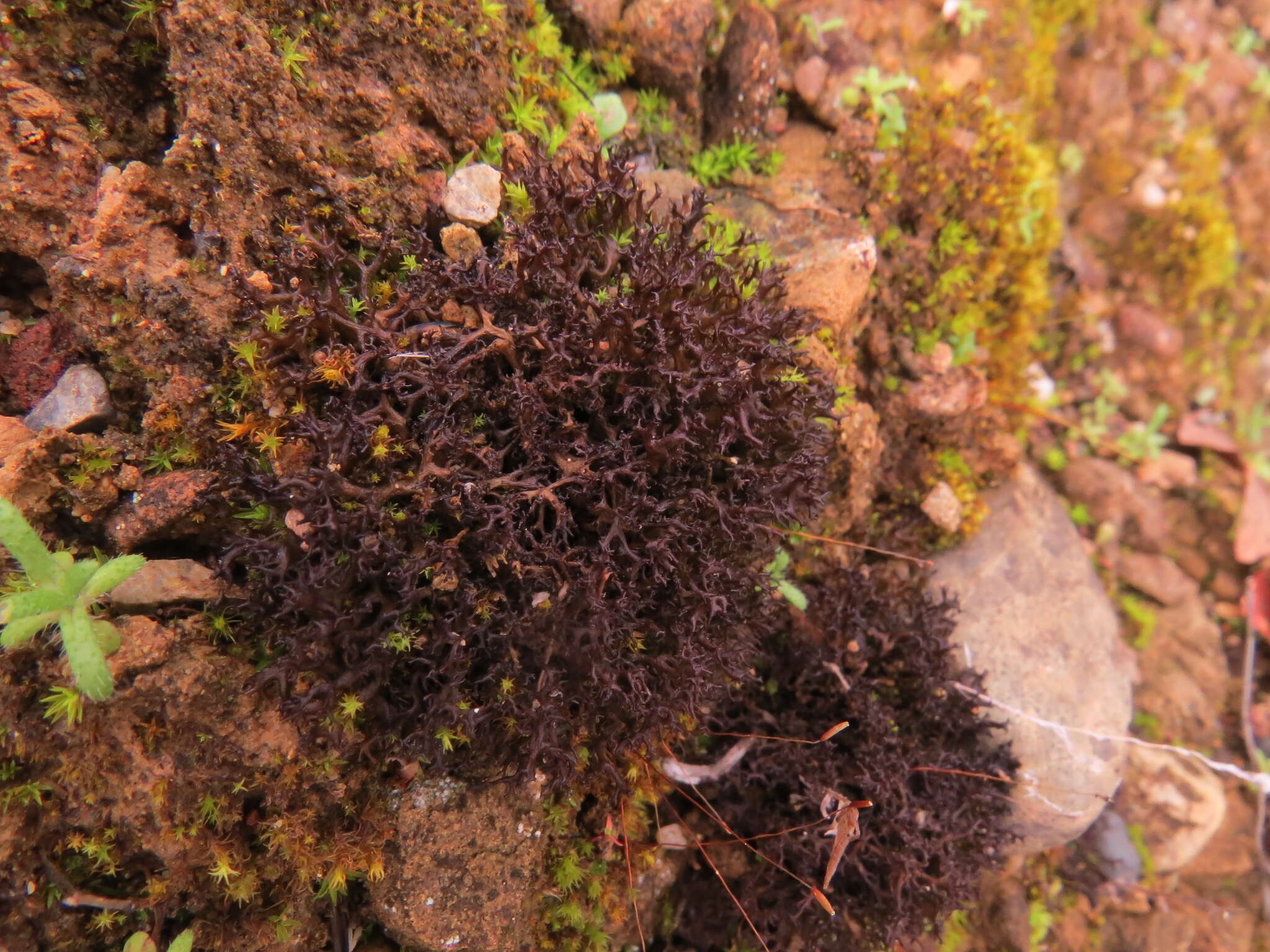 Image of Cetraria muricata (Ach.) Eckfeldt
