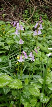 Image of Hispanic hyacinthoides