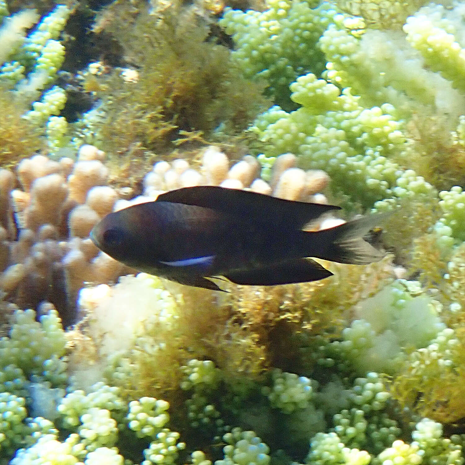 Image of Southern damsel