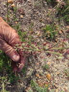 Image of Salvia runcinata L. fil.