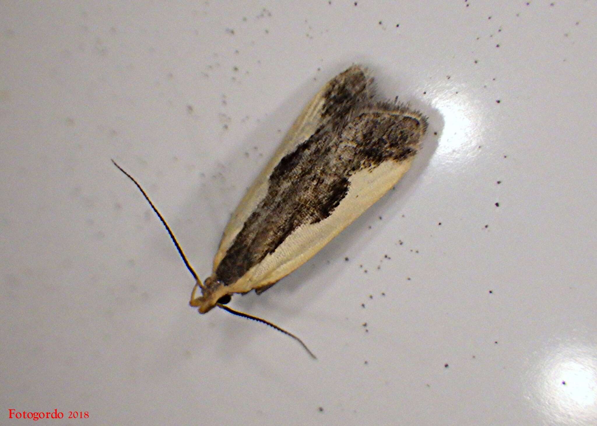 Image of Indented Dichomeris Moth