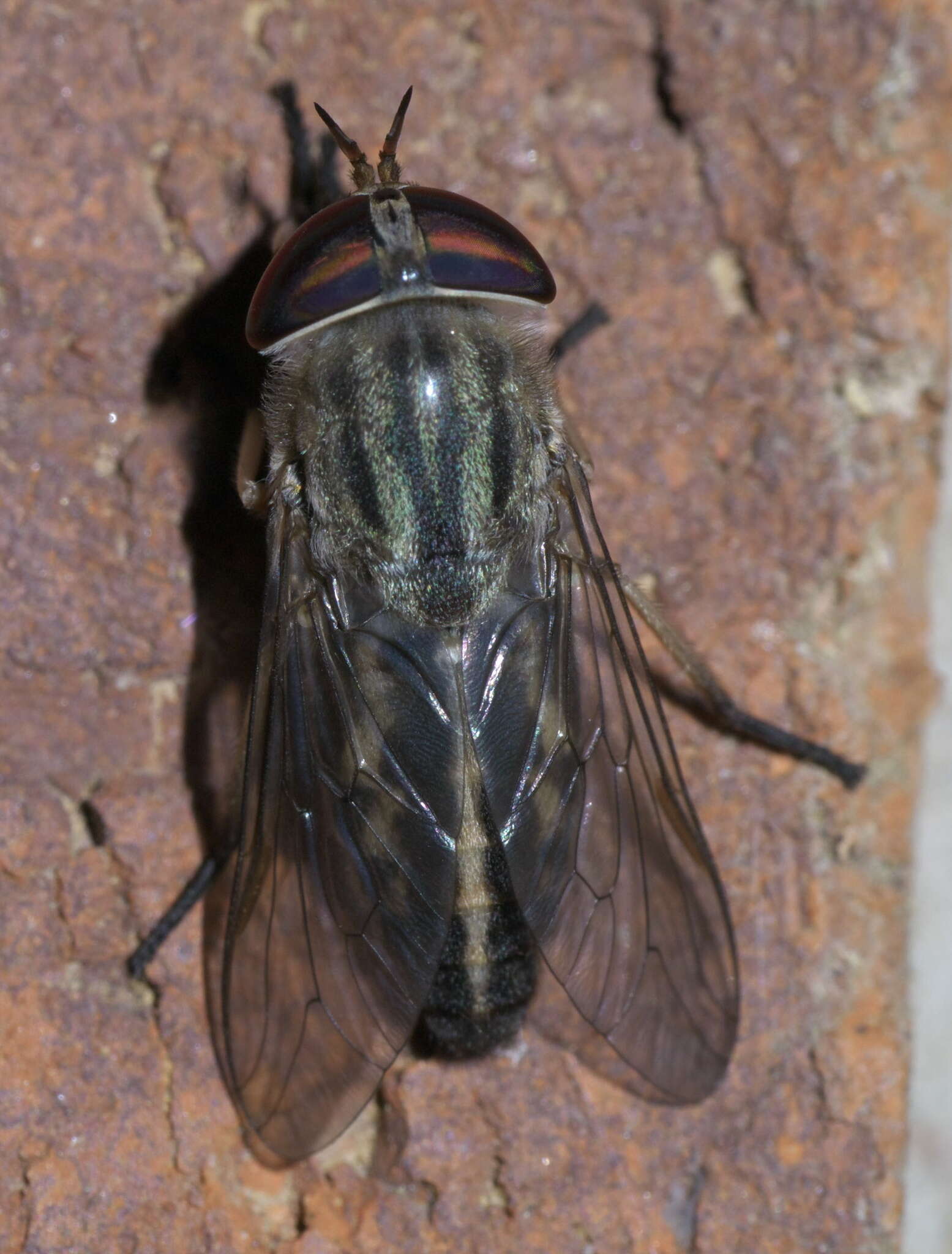 Image of Tabanus subsimilis Bellardi 1859