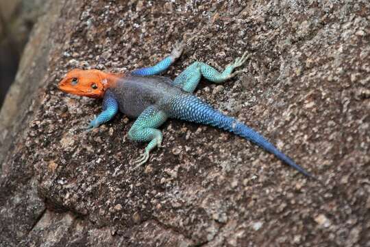 Image of Agama lionotus dodomae Loveridge 1923