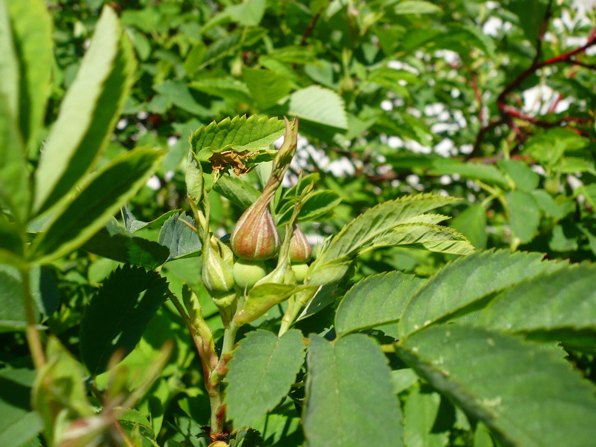 Image of Rosa glabrifolia C. A. Mey. ex Rupr.