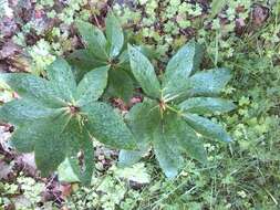 Image of Fragrant hellebore