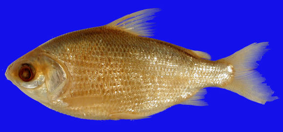 269.20312 psectrogaster amozonica lt jpg.580x360