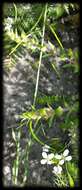 Image of Rorippa dictyosperma (Hook.) L. A. Johnst.