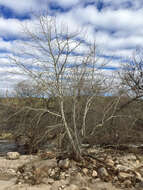 Image of Arizona sycamore