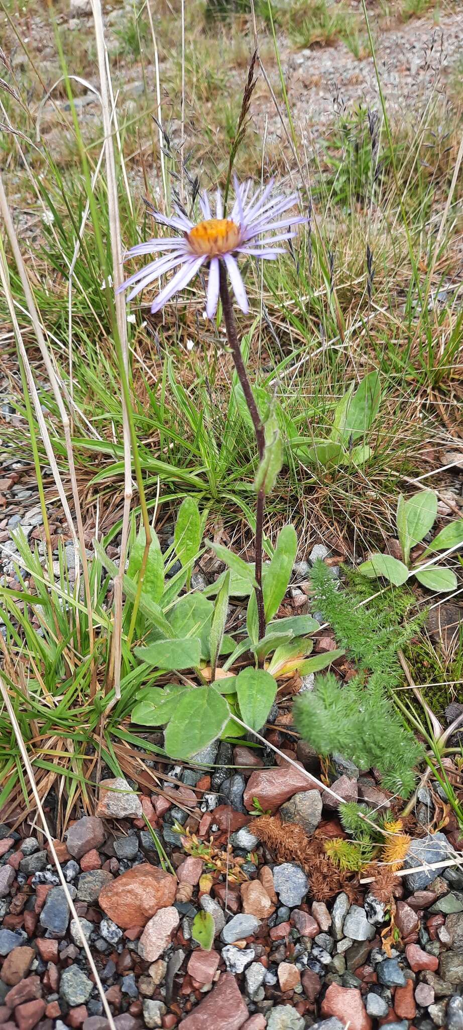 Plancia ëd Aster flaccidus Bunge