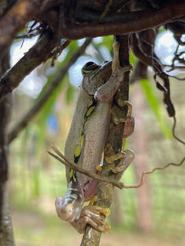 Image of Boophis idae (Steindachner 1867)