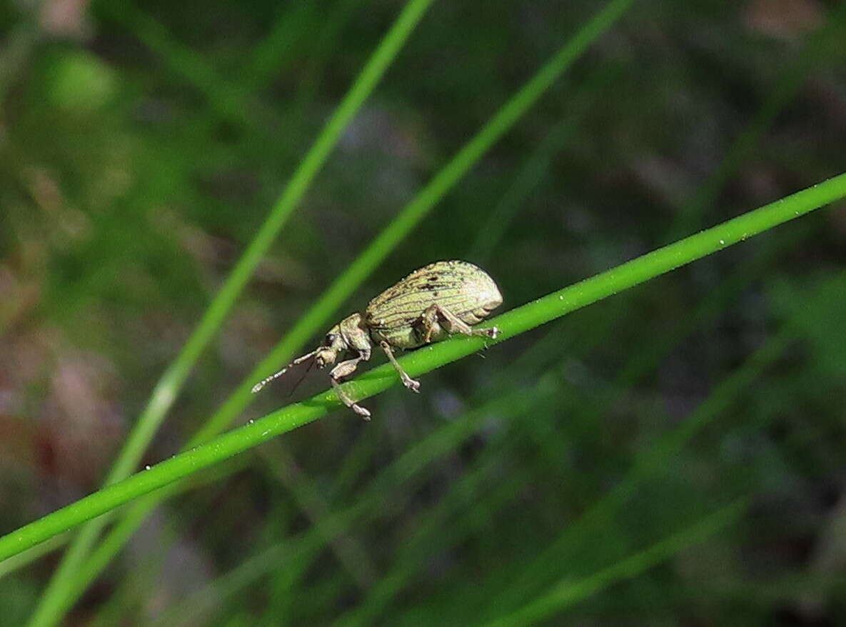 Polydrusus (Eurodrusus) cervinus (Linnaeus 1758) resmi