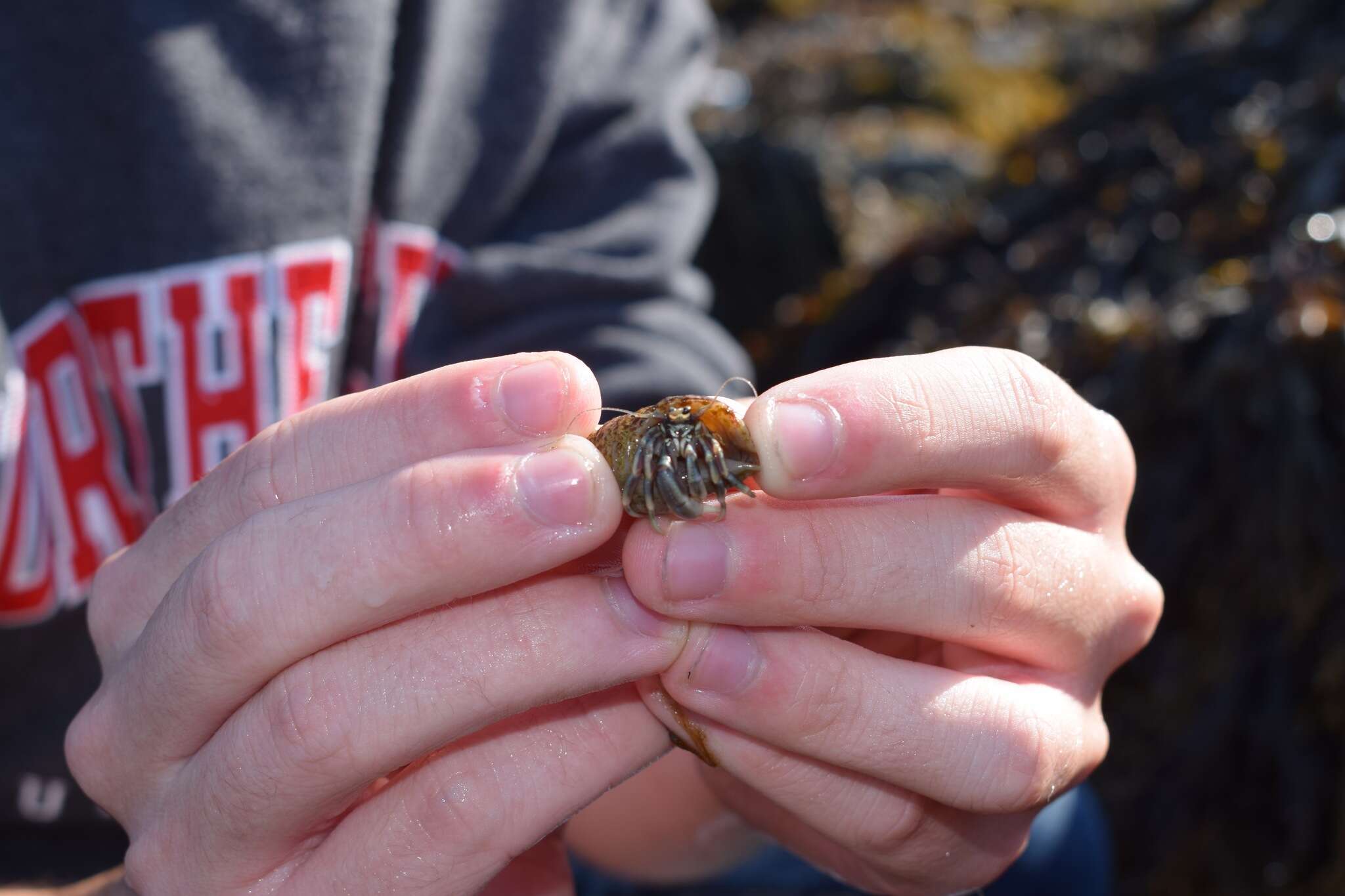 Image of Long-Clawed Hermit Crab