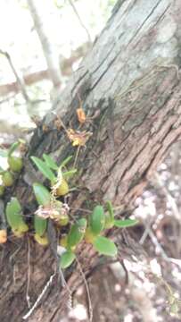 Слика од Bulbophyllum minutum Thouars