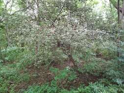 Image de Capparis grandis L. fil.