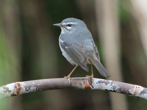 Image of Plumbeous Warbler