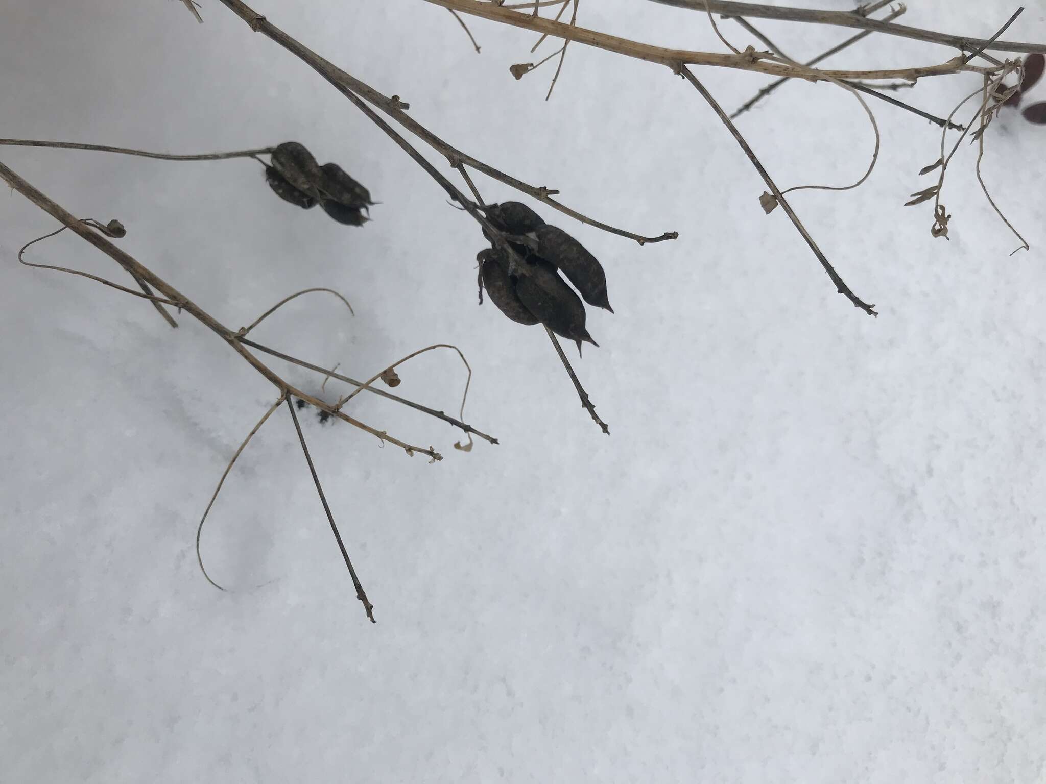 Image of Cooper's milkvetch