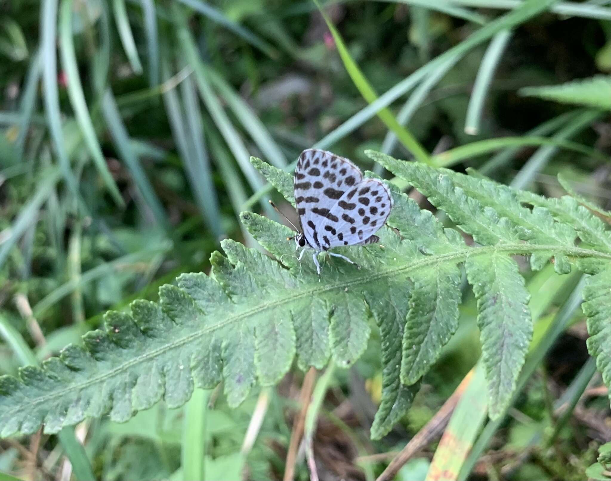 Image of Forest Pierrot