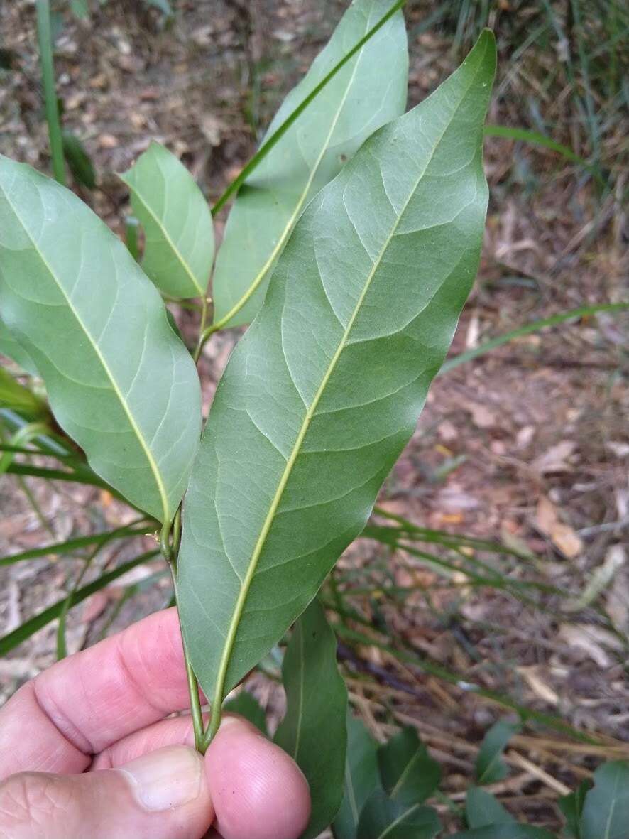 Image de Cryptocarya glaucescens R. Br.