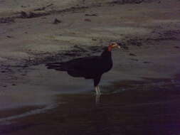 Image of Greater Yellow-headed Vulture