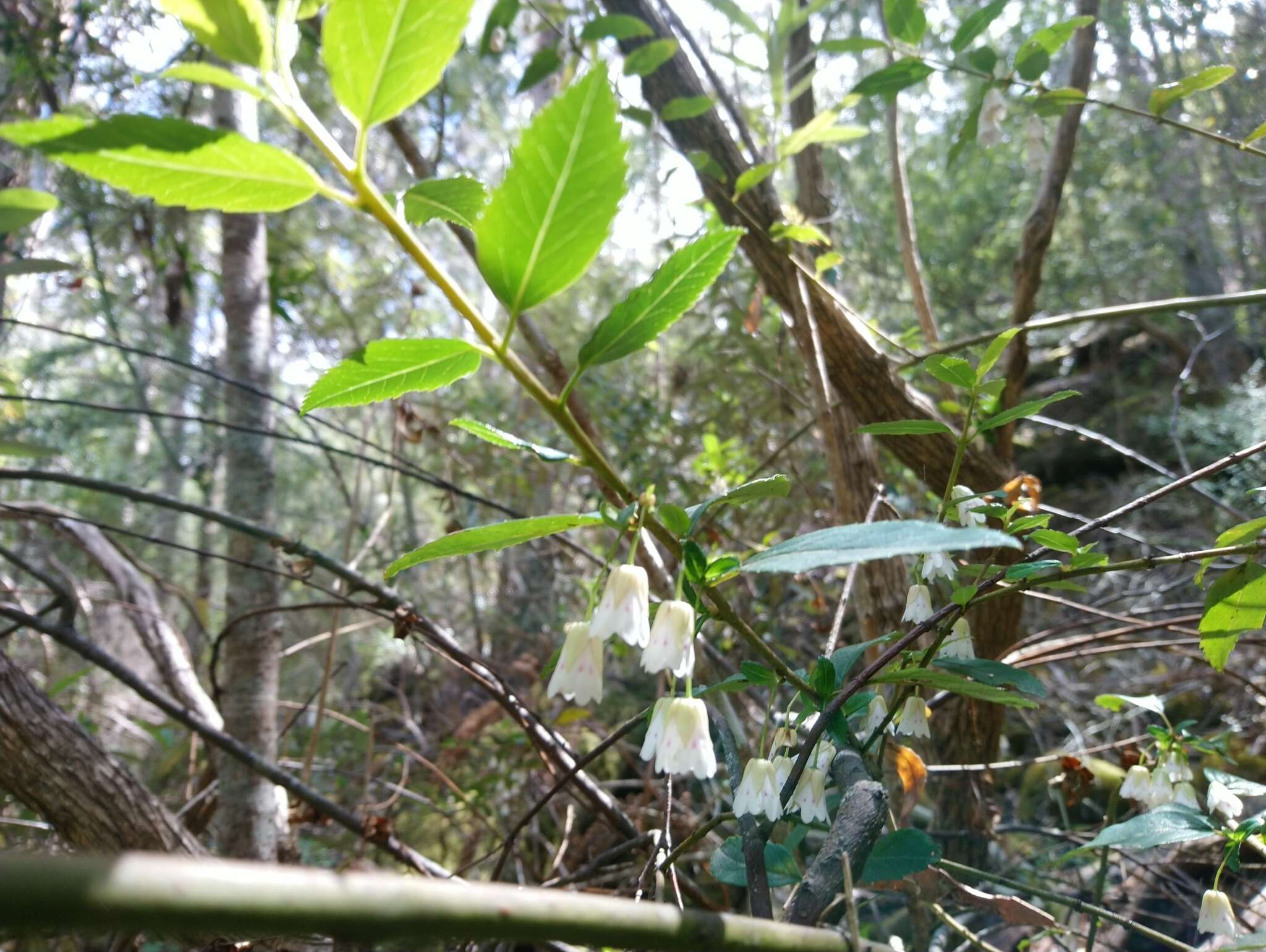 Image of Aristotelia peduncularis (Labill.) J. D. Hook.