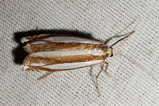 Image of Crambus daeckellus Haimbach 1907