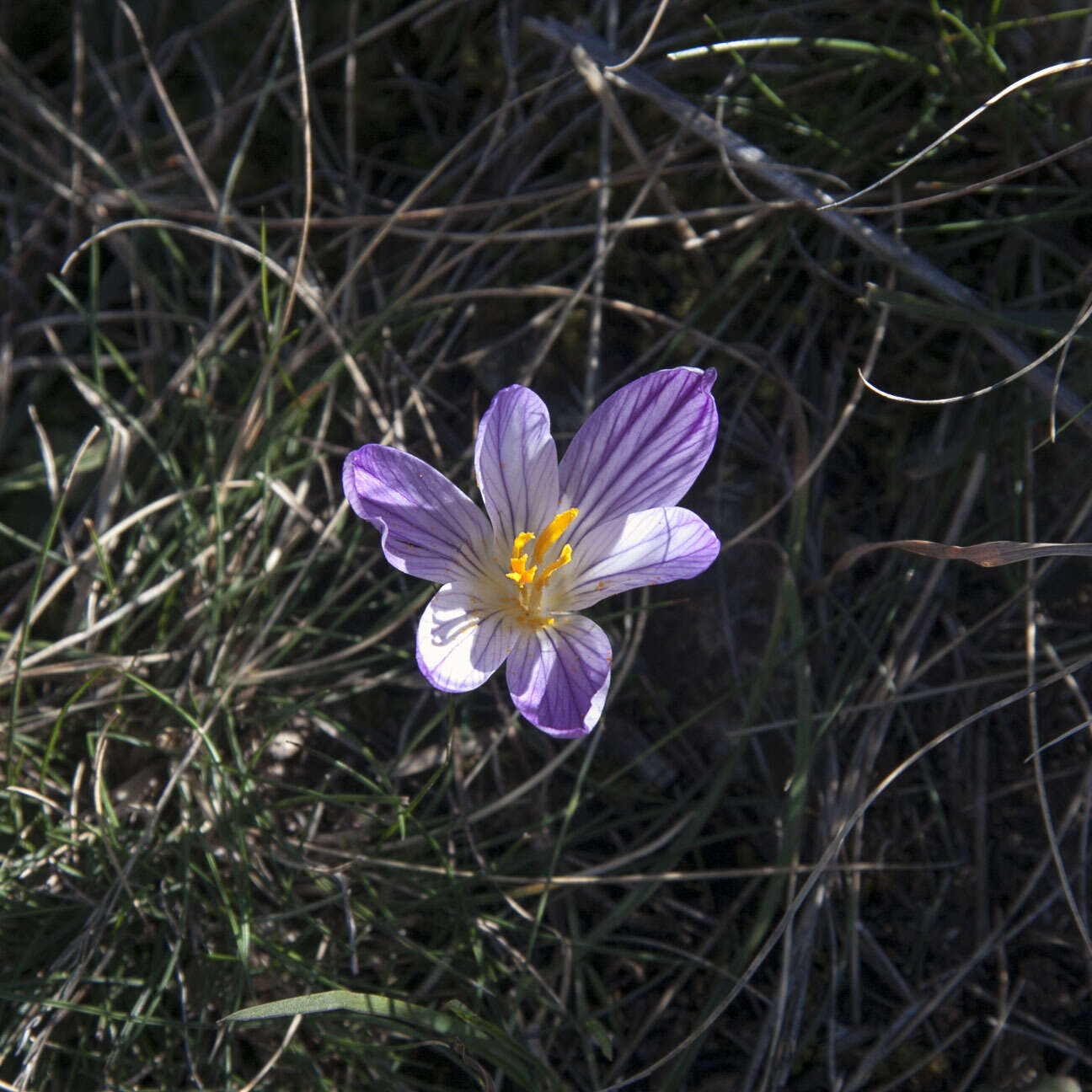 Image of various-coloured crocus