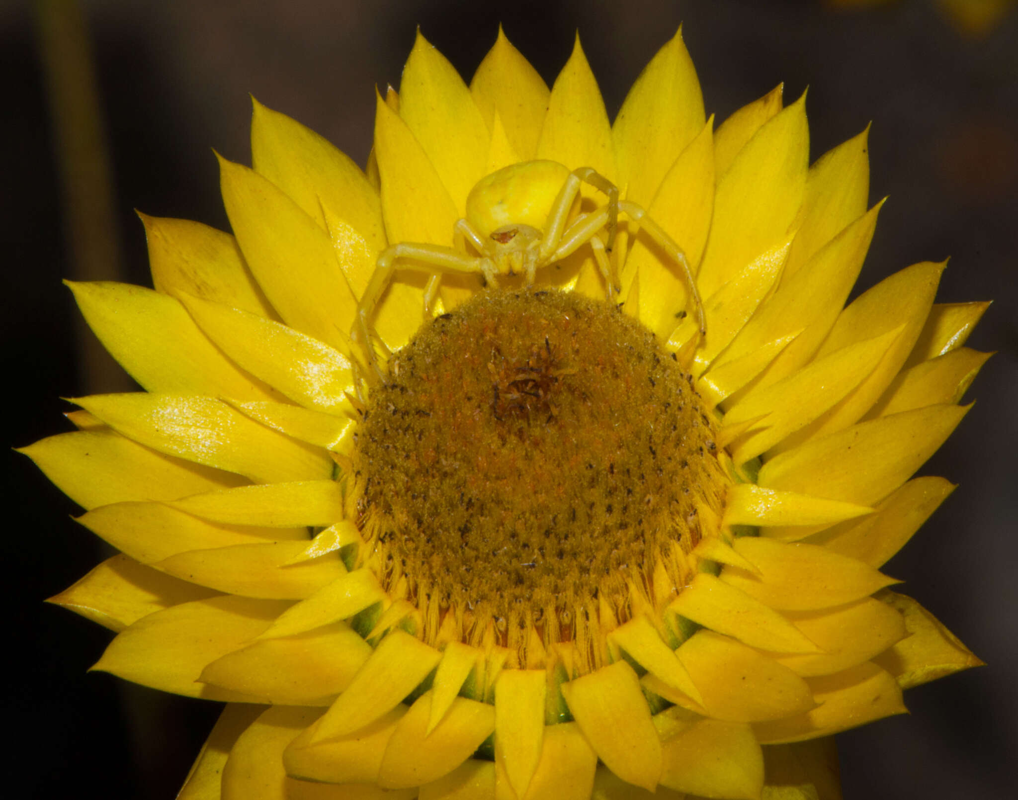 Plancia ëd Xerochrysum bracteatum (Vent.) N. N. Tzvel.