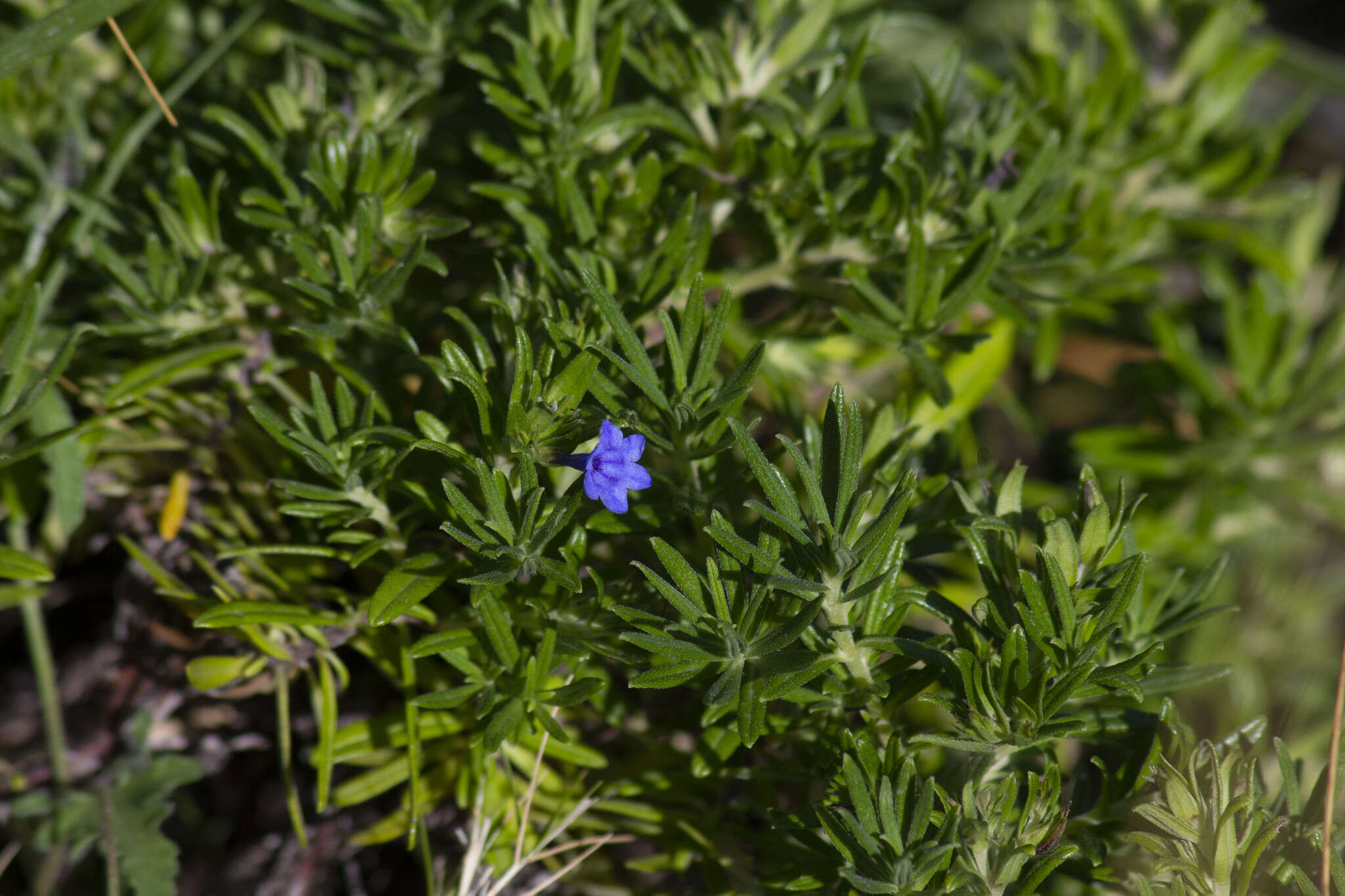 Plancia ëd Glandora rosmarinifolia (Ten.) D. C. Thomas