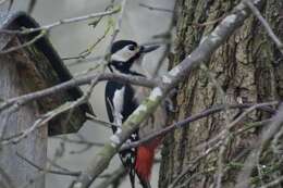 Image of Great Spotted Woodpecker