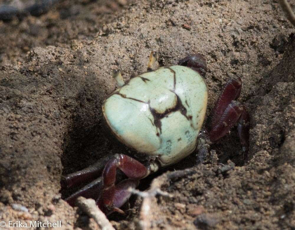 Image of swamp ghost crab