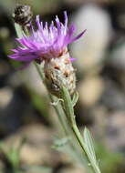 Image of Centaurea sarandinakiae Illarionova