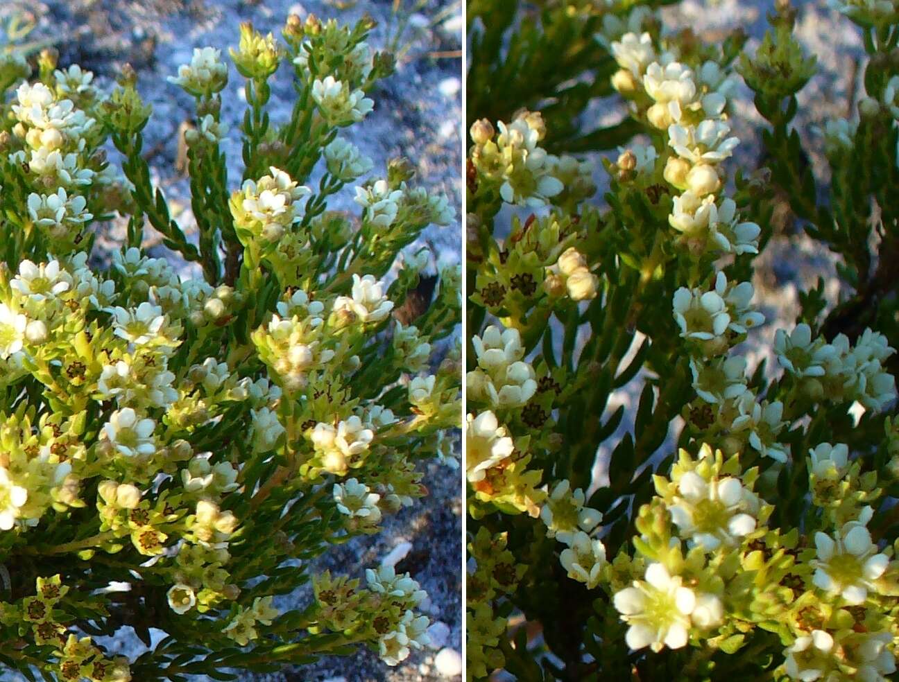 Image of Diosma oppositifolia L.