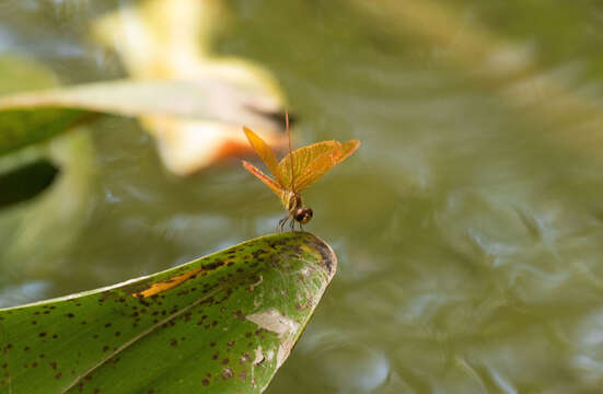 Image of Slough Amberwing