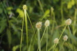 Image of Rhynchospora cephalotes (L.) Vahl