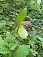 Image of Kentucky lady's slipper